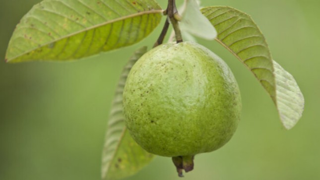 Loại quả quê bán rẻ bèo ở chợ lại giàu vitamin C gấp 4 lần cam, được xếp vào top "siêu trái cây" nhưng người mắc bệnh này không nên ăn