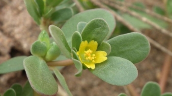 Rau dại xưa là “kẻ thù của nhà nông”, nay được săn lùng làm "vị thuốc trường thọ"