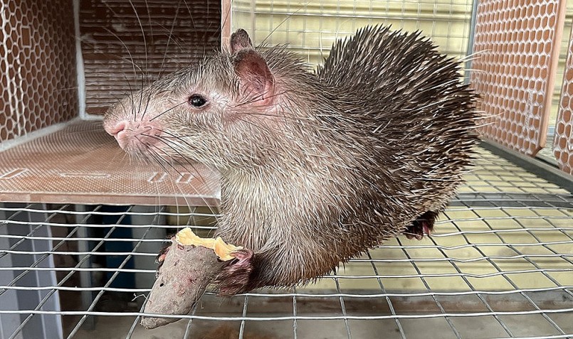 Con don được ông Chúc nuôi trong trang trại ở Cần Thơ. Con don được ông Chúc nuôi trong trang trại ở Cần Thơ.