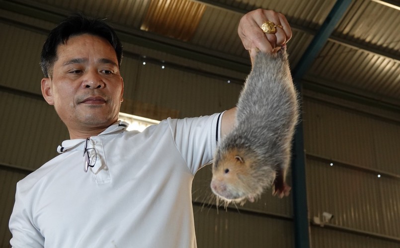 Ông Chúc hiện đang sở hữu chuỗi nuôi con đặc sản dúi, don, chồn từ Bắc vào Nam đem lại lợi nhuận từ 5 đến 6 tỷ đồng. Ông Chúc hiện đang sở hữu chuỗi nuôi con đặc sản dúi, don, chồn từ Bắc vào Nam đem lại lợi nhuận từ 5 đến 6 tỷ đồng.