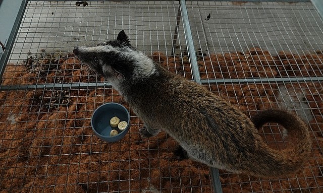 Con chồn mốc trong trại của anh Chúc. Con chồn mốc trong trại của anh Chúc.