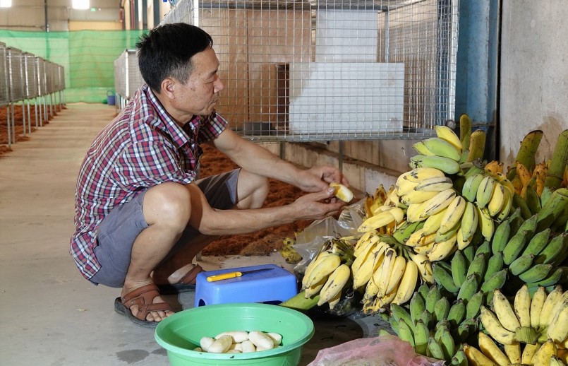 Con đặc sản dúi, don, chồn dễ nuôi, thức ăn chủ yếu là chuối chín, khoai lang và bắp cải... Con đặc sản dúi, don, chồn dễ nuôi, thức ăn chủ yếu là chuối chín, khoai lang và bắp cải...