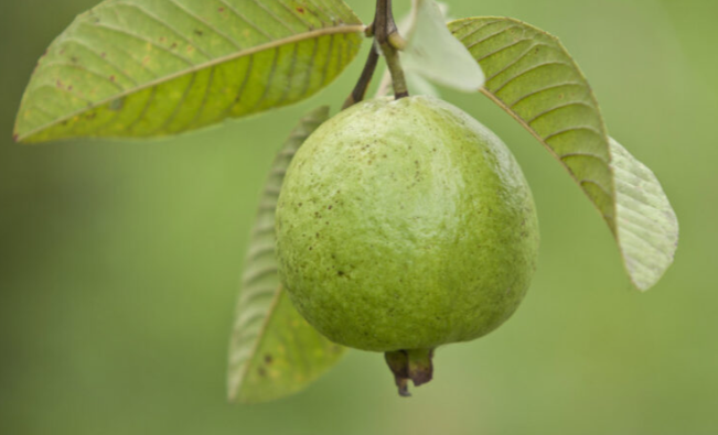 Ổi chứa nhiều chất xơ, vitamin C, A, kẽm, kali và mangan Ổi chứa nhiều chất xơ, vitamin C, A, kẽm, kali và mangan