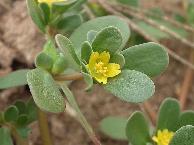 Rau sam, tên khoa học là Portulaca oleracea
