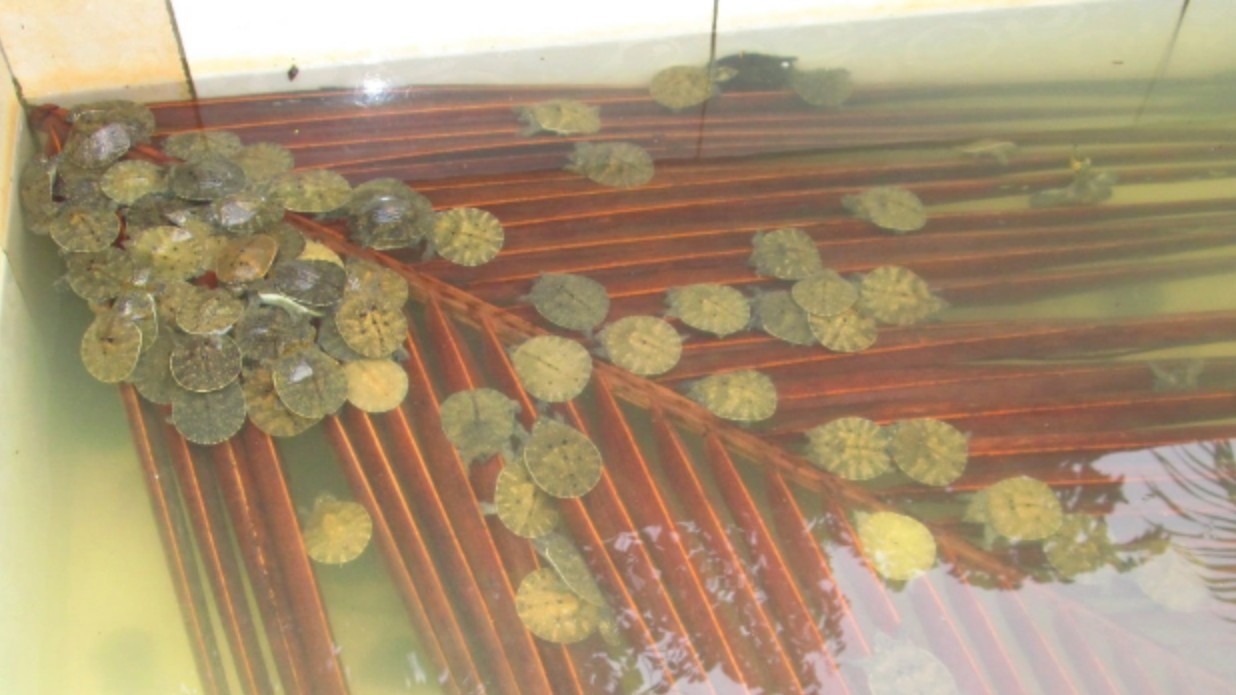 Đặc sản xưa nhiều người không dám ăn, nay là món ngon và bổ dưỡng trong nhà hàng, giá 900.000 đồng/kg