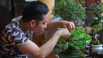 Những bonsai mini từ cây dại đẹp cỡ nào mà tạo sức hút triệu view trên TikTok?