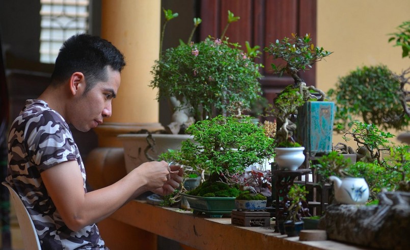 Những cây dại được sưu tầm và thuần hóa rồi tạo dáng bonsai.