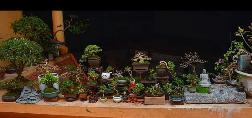 Anh Huy là một trong số ít những người trẻ mang tình yêu mãnh liệt, “thổi hồn” cho cây cảnh bonsai.