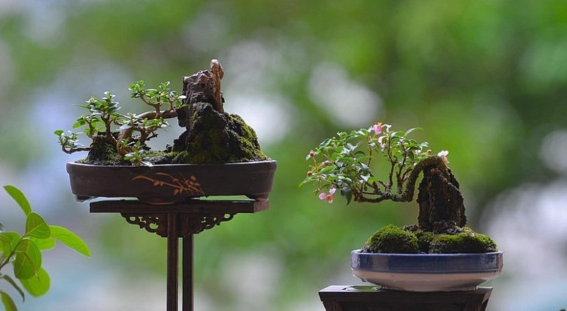 Nghề tạo dáng bonsai từ cây dại giúp anh Huy tìm thấy niềm vui và có nguồn thu nhập trang trải cuộc sống.