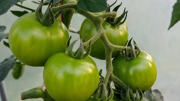 Rau củ xanh không phải lúc nào cũng tốt, 3 loại này càng xanh càng độc