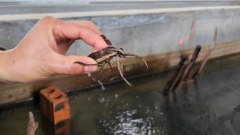 "Vua cà cuống" vùng chiêm trũng chia sẻ bí quyết sống qua mùa Đông, mỗi con bán trên 100 nghìn đồng