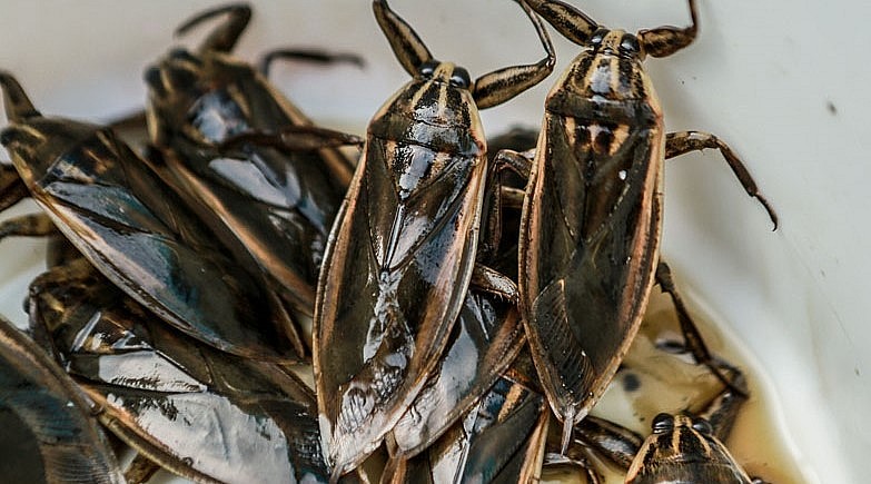 Cà cuống là loài côn trùng quý, có nguy cơ tuyệt chủng.