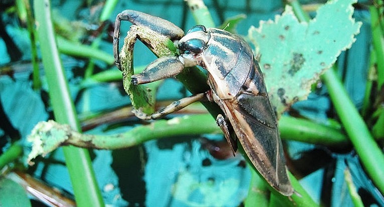 Cà cuống được chế biến thành món ăn hoặc làm dược liệu.