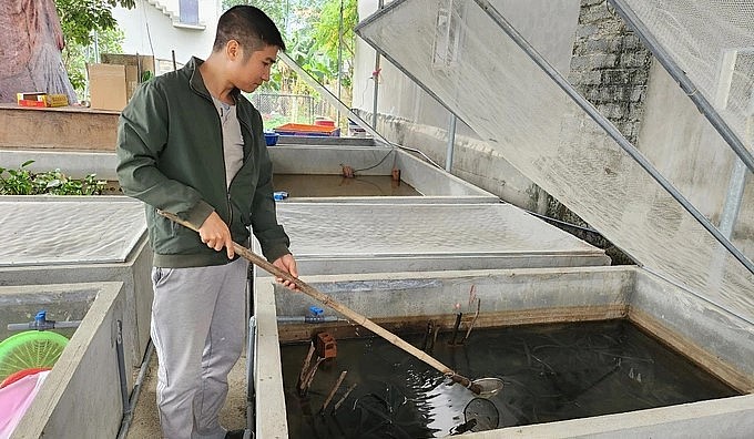 Anh Thuần sẽ tiếp tục mở rộng quy mô nuôi cà cuống và tinh chế các sản phẩm từ con đặc sản này.
