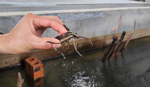 Mùa đông cà cuống ăn ít, dễ chết nên rất khó nuôi, vì thế cần phải chăm sóc kỹ lưỡng.