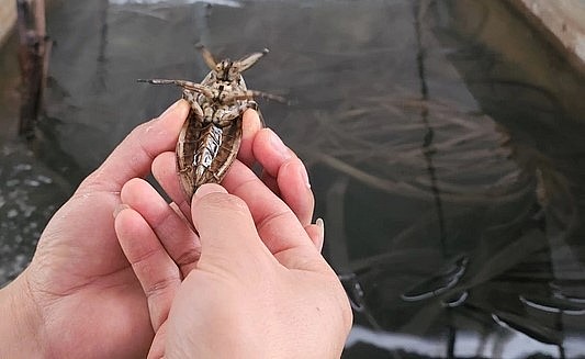 Mỗi cặp cà cuống giống có giá từ 200 - 250 nghìn đồng nhưng anh Thuần cũng không đủ bán vì người có nhu cầu rất lớn.