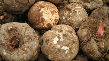 Loại củ xưa là thức ăn cho nhà nghèo nay Song Hye Kyo dùng để giảm cân, người Nhật sử dụng để tăng tuổi thọ