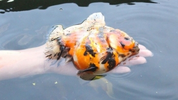 Tận dụng 45m2 sân thượng nuôi cá vàng mỗi tháng thu nhập 100 triệu đồng