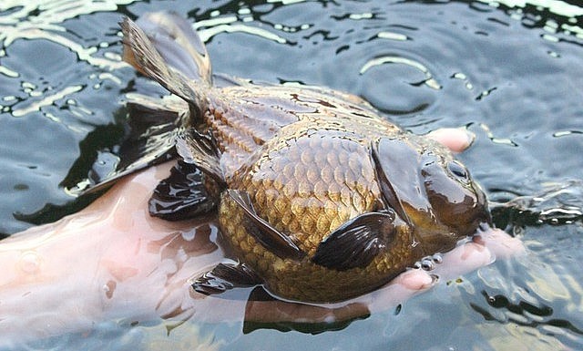 Có những con cá vàng giá bán lên đến hàng chục triệu đồng. Có những con cá vàng giá bán lên đến hàng chục triệu đồng.