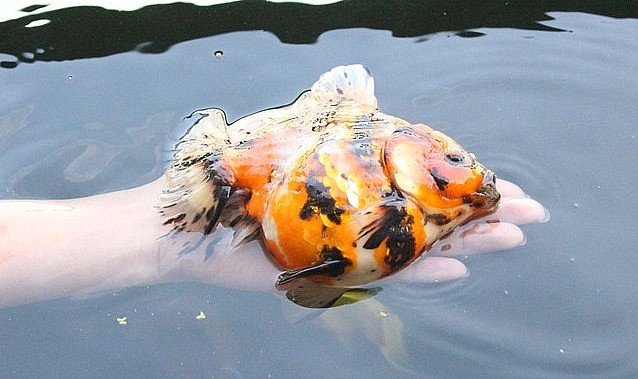 Vợ chồng chị Vy nuôi cá vàng trên sân thượng thu 100 triệu đồng mỗi tháng. Vợ chồng chị Vy nuôi cá vàng trên sân thượng thu 100 triệu đồng mỗi tháng.