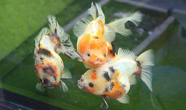 Những con cá vàng “khủng” giá hơn 1 triệu đồng/con. Những con cá vàng “khủng” giá hơn 1 triệu đồng/con.