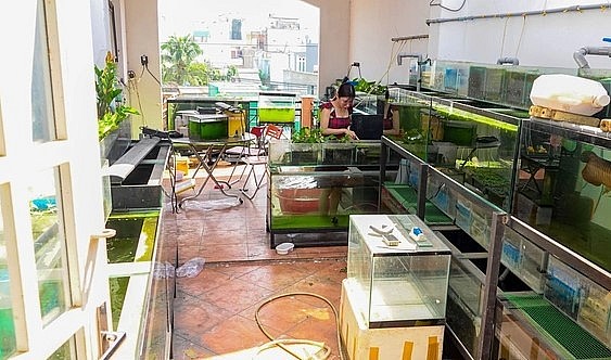 Diện tích sân thượng tầng 3 được tận dụng làm trại nuôi cá vàng. Diện tích sân thượng tầng 3 được tận dụng làm trại nuôi cá vàng.