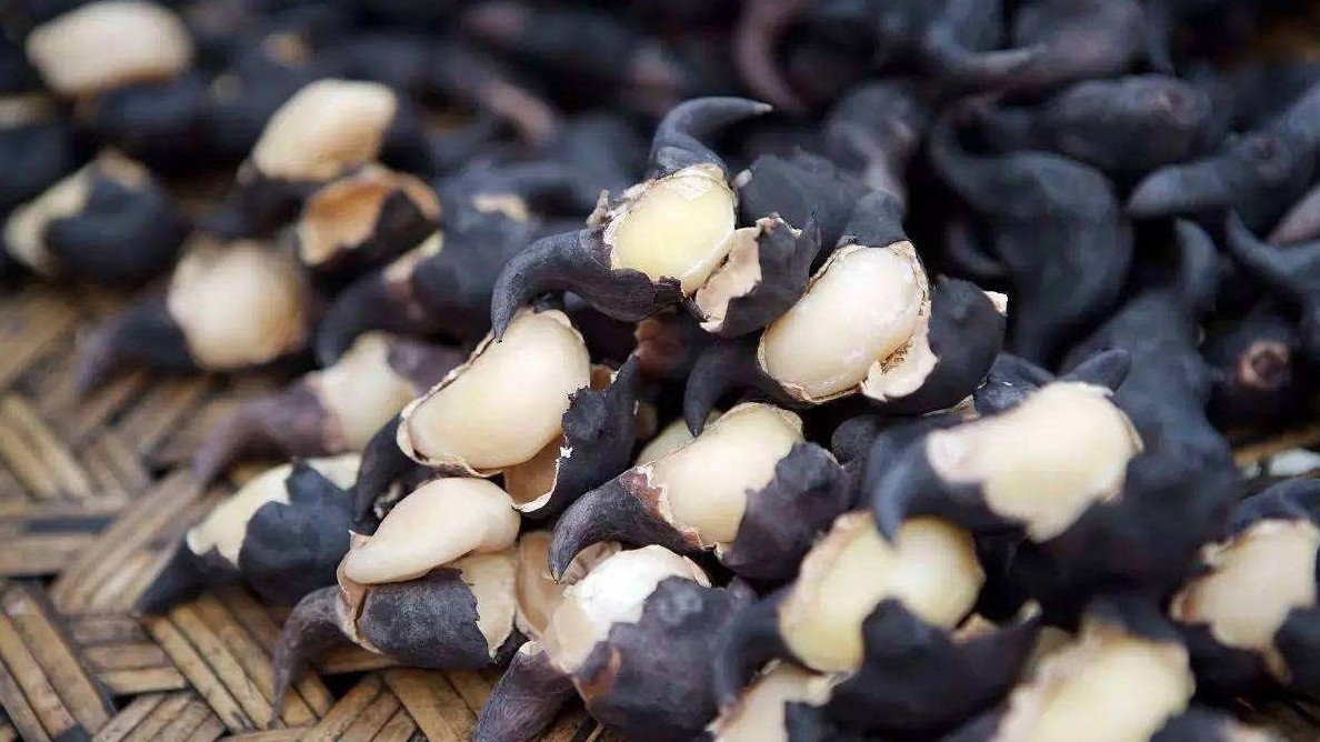 Củ ấu không chỉ là thức ăn mà còn là dược liệu quý