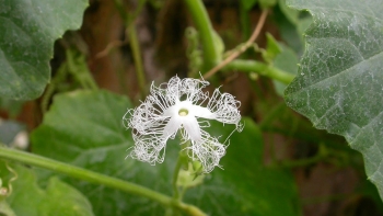 Những công dụng tuyệt vời của cây qua lâu có thể bạn chưa biết