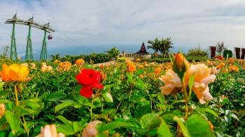 Hàng vạn đóa hồng khoe sắc, mùa này lạc lối trên đỉnh Bà Đen