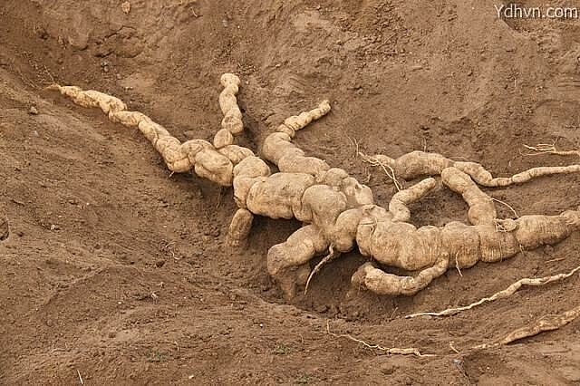 Vị thuốc từ rễ cây hoa lâu có tên gọi là thiên hoa phấn - có công dụng chữa được rất nhiều bệnh