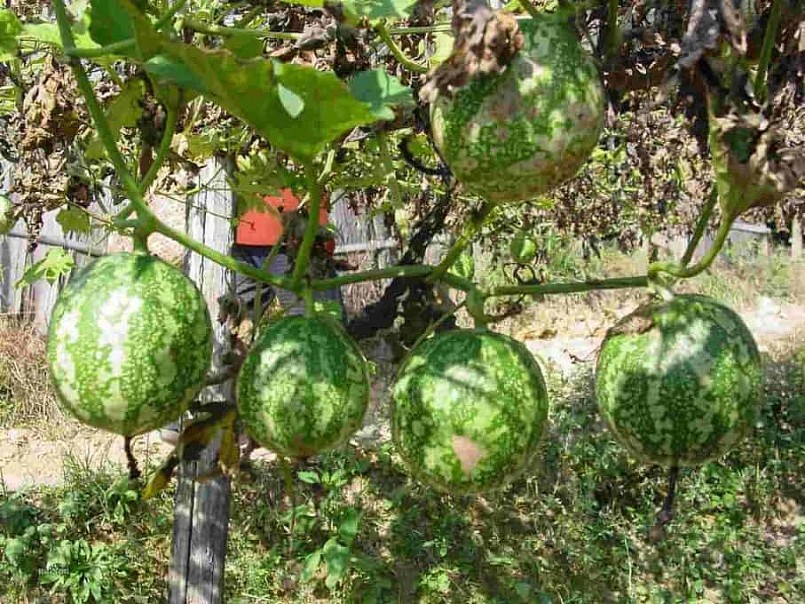 Qua lâu chứa nhiều tinh dầu có lợi đối với sức khỏe