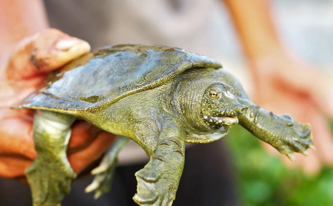 Trang trại ông Thành còn nuôi khoảng 1.000 con baba (Ảnh: Ngô Linh).