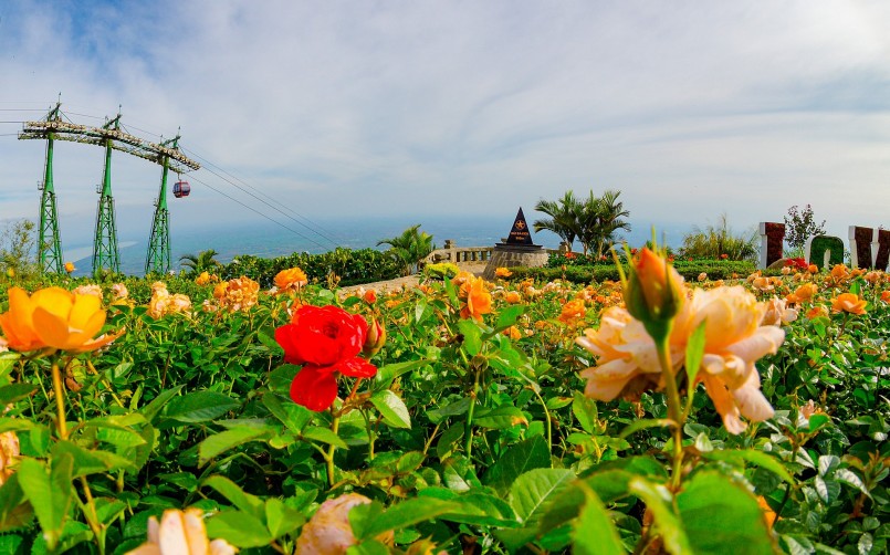 10.000 chậu hoa hồng được đưa từ Đà Lạt phủ khắp đỉnh núi Bà Đen, biến nơi đây thành “thiên đường” hoa hồng. 10.000 chậu hoa hồng được đưa từ Đà Lạt phủ khắp đỉnh núi Bà Đen, biến nơi đây thành “thiên đường” hoa hồng.