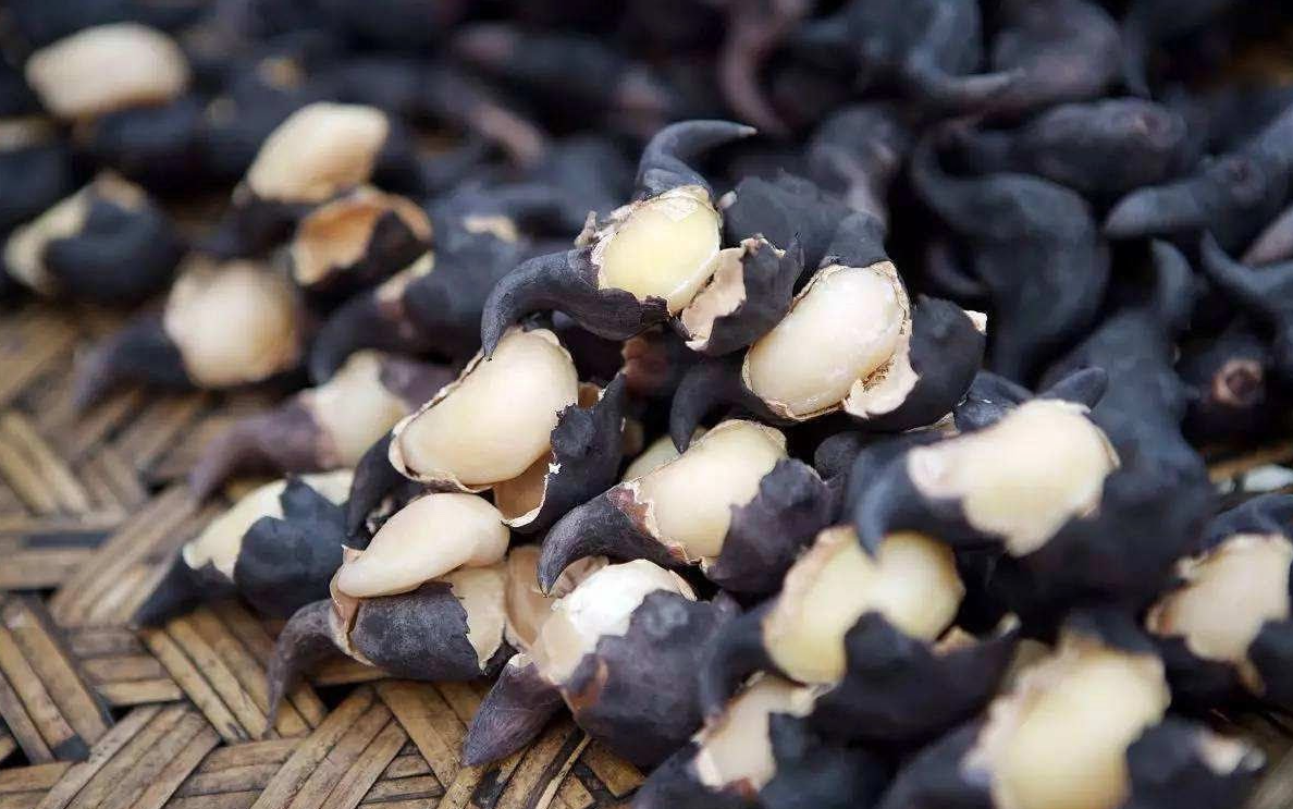 Củ ấu không chỉ là thức ăn mà còn là dược liệu quý