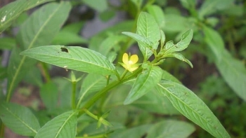 Cây rau mương - Dược liệu tự nhiên trị đau dạ dày, diệt vi khuẩn HP