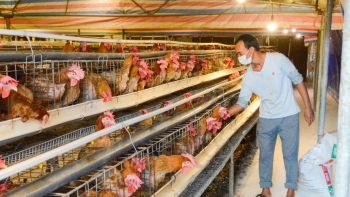 Nuôi giống gà ăn no là đẻ, bán lúc nào cũng được giá, nông dân bỏ túi trăm triệu/năm
