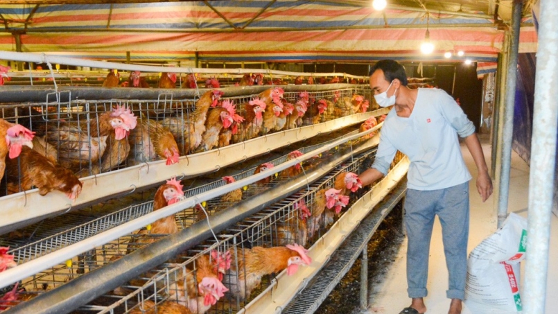 Nhờ nuôi gà lai chọi, mỗi năm anh Nguyễn Văn Trọng thu về hàng trăm triệu đồng Nhờ nuôi gà lai chọi, mỗi năm anh Nguyễn Văn Trọng thu về hàng trăm triệu đồng