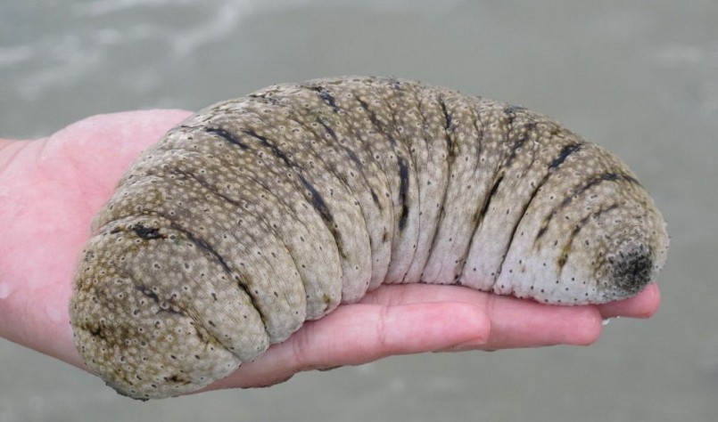 Hải Sâm Cát mang giá trị dinh dưỡng rất cao bên cạnh đó còn hỗ trợ cải thiện sức khỏe. Hải Sâm Cát mang giá trị dinh dưỡng rất cao bên cạnh đó còn hỗ trợ cải thiện sức khỏe.