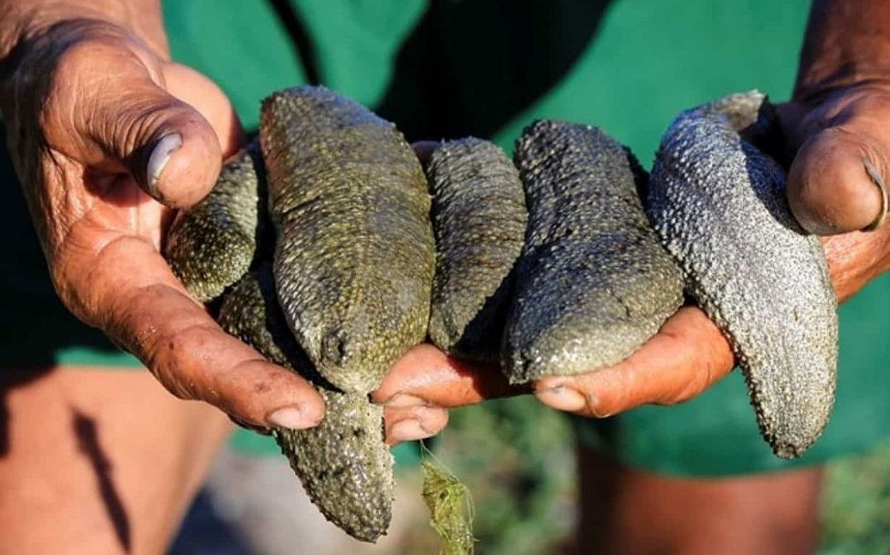 Hải sâm cát là mặt hàng có giá trị dinh dưỡng cao nhất trong các loài hải sâm. Hải sâm cát là mặt hàng có giá trị dinh dưỡng cao nhất trong các loài hải sâm.