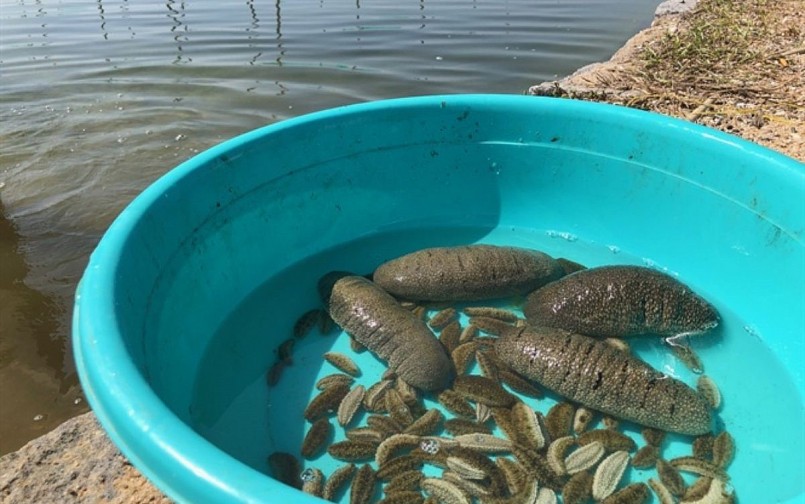 Việt Nam đã nghiên cứu và sản xuất được hải sâm giống. Việt Nam đã nghiên cứu và sản xuất được hải sâm giống.