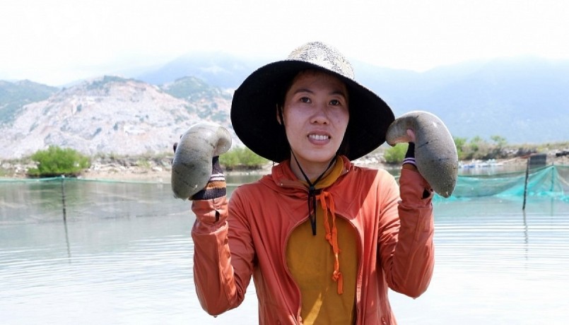 Hải sâm cát nuôi trong ao đến tuổi thu hoạch. Hải sâm cát nuôi trong ao đến tuổi thu hoạch.