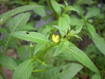 Cây rau mương - Dược liệu tự nhiên trị đau dạ dày, diệt vi khuẩn HP