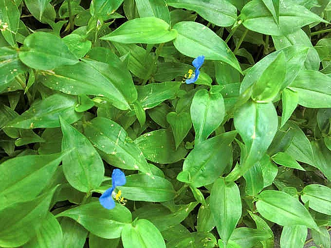 Cỏ rau trai - loại rau trước cho lợn ăn giờ thành đặc sản