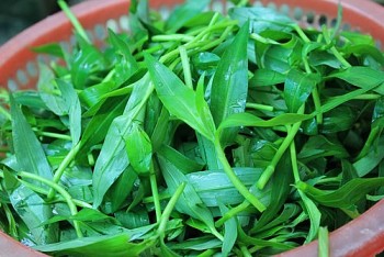 Cỏ rau trai - loại rau trước chỉ làm thức ăn chăn nuôi,  giờ "lên đời" thành đặc sản