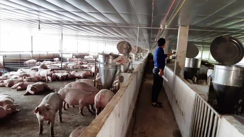 Giá heo hơi hôm nay (04/3) tiếp tục giảm nhẹ 1.000 đồng/kg ở miền Trung và miền Nam. 