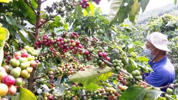 Giá nông sản hôm nay (04/3): Cà phê quay đầu giảm, hồ tiêu lao dốc dưới mốc 65.000 đồng/kg