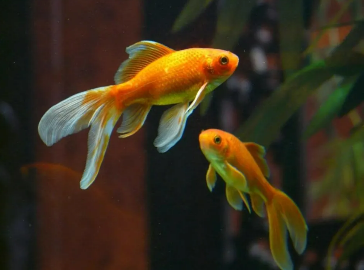 Giấc mơ may mắn về tiền bạc nếu mơ thấy nhất định phải nắm bắt ngay