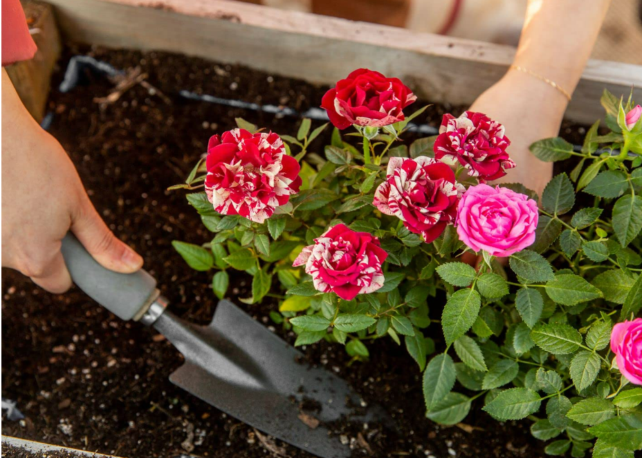 Trồng hoa hồng, hoa giấy, hãy bón 5 thứ này chồi non mọc lên, hoa nở rực rỡ