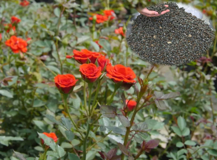 Trồng hoa hồng, hoa giấy, hãy bón 5 thứ này chồi non mọc lên, hoa nở rực rỡ