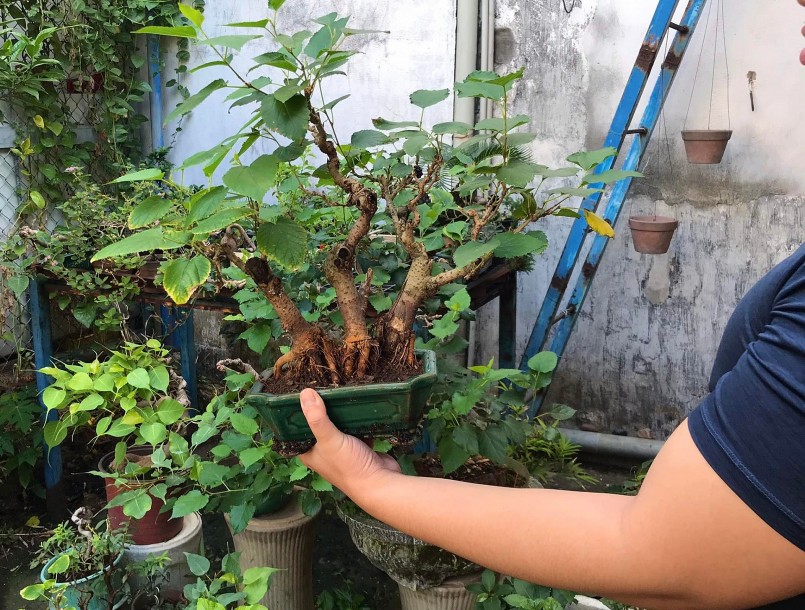 Bonsai dâu tằm có giá trị cao thường mang hình hài với bộ gốc to, cành già và cho nhiều trái.